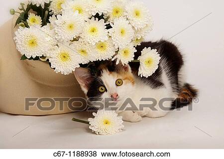 Stock Photo - Tortoishell Kitten in White Pot. Fotosearch