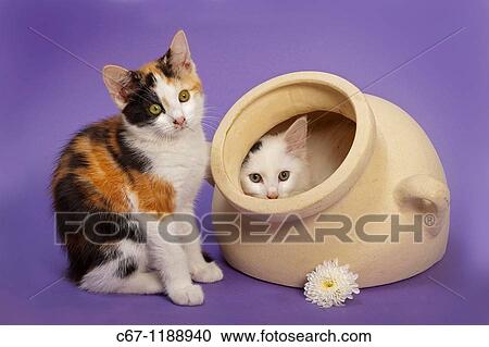 Stock Image - Tortoishell Kittens in White Pot. Fotosearch