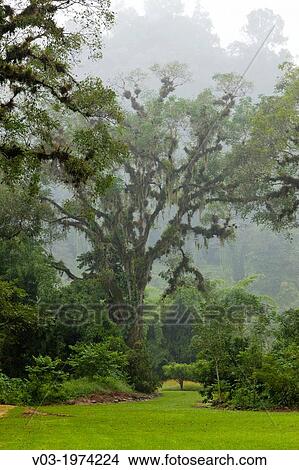 Picture - Totonaca ruins named: "El Huajilote", near Filobobos River, Veracruz, Mexico.. Fotosearch
