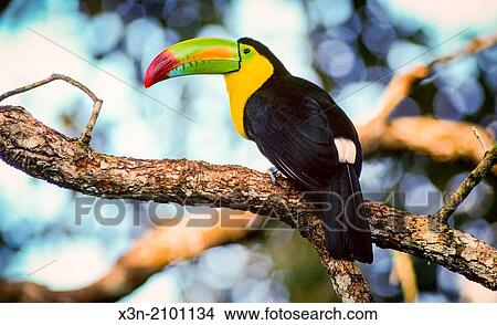 Toucan in Belize. View Large Photo Image Picture - Toucan in Belize.. Fotosearch