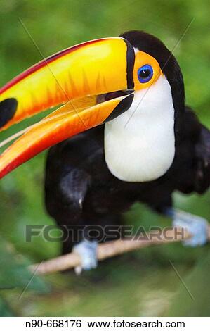 Toucan View Large Photo Image Stock Photograph - Toucan. Fotosearch