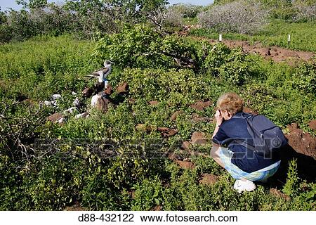 Tourist and Blue-footed Booby (Sula nebouxii). Seymour island, Galapagos Islands. Ecuador View Large Photo Image Stock Image - Tourist and Blue-footed Booby (Sula nebouxii). Seymour island, Galapagos Islands. Ecuador. Fotosearch