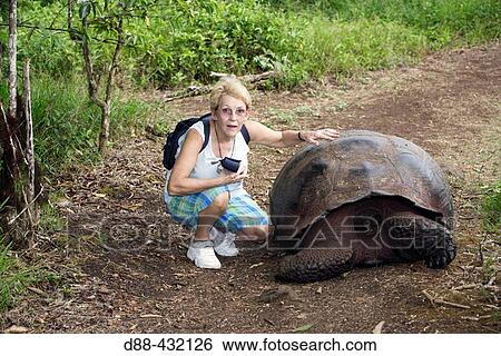 Tourist and Galapagos Giant Tortoise (Geochelone elephantopus). Galapagos Islands, Ecuador View Large Photo Image Stock Photograph - Tourist and Galapagos Giant Tortoise (Geochelone elephantopus). Galapagos Islands, Ecuador. Fotosearch