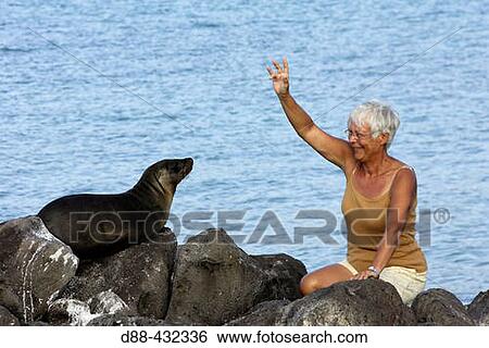 Tourist and Galapagos Sea Lion (Zalophus californianus wollebacki). Galapagos Islands, Ecuador View Large Photo Image Stock Photograph - Tourist and Galapagos Sea Lion (Zalophus californianus wollebacki). Galapagos Islands, Ecuador. Fotosearch
