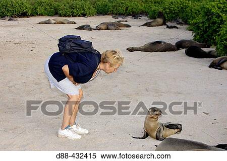 Stock Photography - Tourist and Galapagos Sea Lion (Zalophus californianus wollebacki). Espaola (Hood) island, Galapagos islands. Ecuador. Fotosearch
