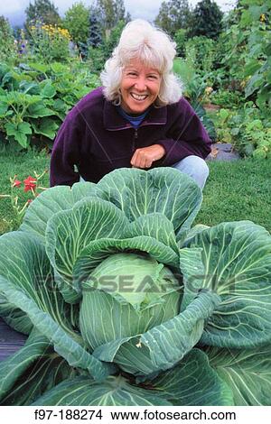 Tourist and giant cabbage. Alaska. USA View Large Photo Image Picture - Tourist and giant cabbage. Alaska. USA. Fotosearch