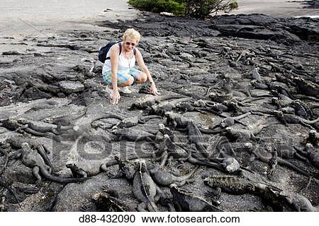 Tourist and Marine Iguana (Amblyrhynchus cristatus). Fernandina island, Galapagos Islands. Ecuador View Large Photo Image Stock Image - Tourist and Marine Iguana (Amblyrhynchus cristatus). Fernandina island, Galapagos Islands. Ecuador. Fotosearch