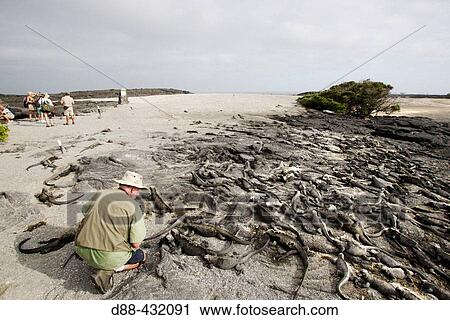 Tourist and Marine Iguana (Amblyrhynchus cristatus). Fernandina island, Galapagos Islands. Ecuador View Large Photo Image Stock Image - Tourist and Marine Iguana (Amblyrhynchus cristatus). Fernandina island, Galapagos Islands. Ecuador. Fotosearch