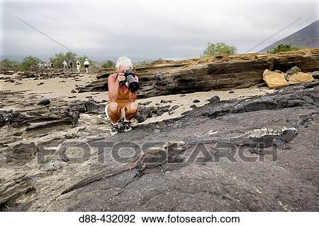 Tourist and Marine Iguana (Amblyrhynchus cristatus). Santiago island, Galapagos Islands. Ecuador View Large Photo Image Stock Image - Tourist and Marine Iguana (Amblyrhynchus cristatus). Santiago island, Galapagos Islands. Ecuador. Fotosearch