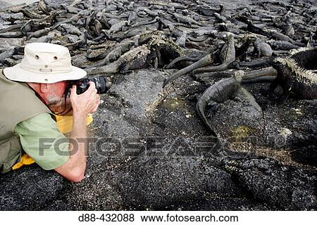 Tourist and Marine Iguana (Amblyrhynchus cristatus). Fernandina island, Galapagos Islands. Ecuador View Large Photo Image Stock Photo - Tourist and Marine Iguana (Amblyrhynchus cristatus). Fernandina island, Galapagos Islands. Ecuador. Fotosearch