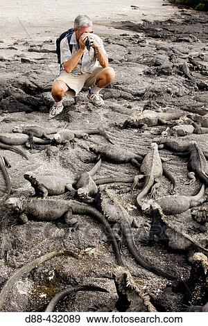 Tourist and Marine Iguana (Amblyrhynchus cristatus). Fernandina island, Galapagos Islands. Ecuador View Large Photo Image Stock Photo - Tourist and Marine Iguana (Amblyrhynchus cristatus). Fernandina island, Galapagos Islands. Ecuador. Fotosearch