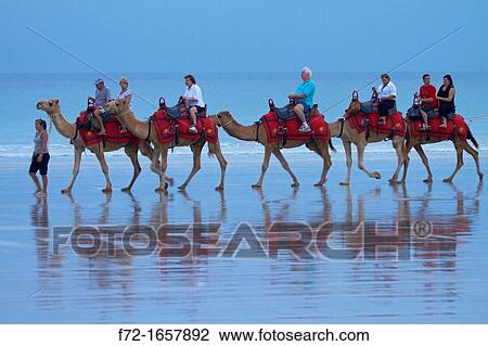 Tourist camel train on Cable Beach, Broome, Kimberley Region, Western Australia, Australia View Large Photo Image Stock Image - Tourist camel train on Cable Beach, Broome, Kimberley Region, Western Australia, Australia. Fotosearch