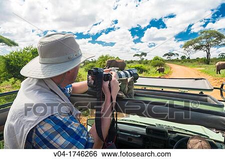Stock Photograph - Tourist taking photographs of african elephants Loxodonta africana in the Tarangire National Park, Tanzania, Africa. Fotosearch
