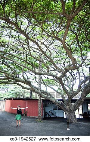 Stock Photo - Tourist under tree, Oahu, Hawaii.. Fotosearch