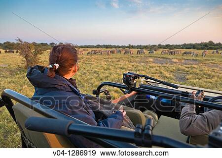 Stock Photo - Tourist watching a herd of zebras in Botswana, Africa. Fotosearch