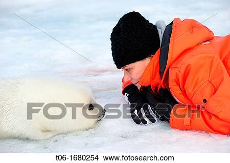 Tourist watching harp seal pup on ice Phoca groenlandicus Magdalen Islands, Quebec, Canada View Large Photo Image Picture - Tourist watching harp seal pup on ice Phoca groenlandicus Magdalen Islands, Quebec, Canada. Fotosearch