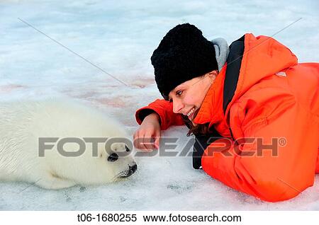 Tourist watching harp seal pup on ice Phoca groenlandicus Magdalen Islands, Quebec, Canada View Large Photo Image Stock Photography - Tourist watching harp seal pup on ice Phoca groenlandicus Magdalen Islands, Quebec, Canada. Fotosearch