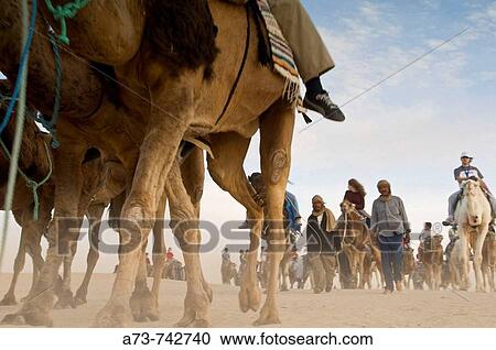 Tourist with camels in the desert near the oasis, Tunisia View Large Photo Image Stock Image - Tourist with camels in the desert near the oasis, Tunisia. Fotosearch