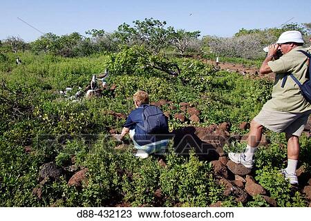 Stock Image - Tourists and Blue-footed Booby (Sula nebouxii). Seymour island, Galapagos Islands. Ecuador. Fotosearch