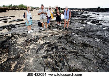 Picture - Tourists and Marine Iguana (Amblyrhynchus cristatus). Santiago island, Galapagos Islands. Ecuador. Fotosearch