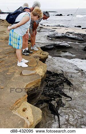 Stock Photography - Tourists and Marine Iguana (Amblyrhynchus cristatus). Santiago island, Galapagos Islands. Ecuador. Fotosearch