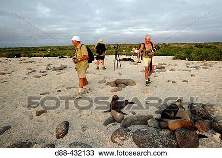 Tourists in Seymour island. Galapagos Islands, Ecuador View Large Photo Image Stock Image - Tourists in Seymour island. Galapagos Islands, Ecuador. Fotosearch