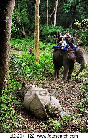Tourists observing an Indian rhinoceros Rhinoceros unicornis from an elephant, Chitwan National Park, Nepal View Large Photo Image Stock Image - Tourists observing an Indian rhinoceros Rhinoceros unicornis from an elephant, Chitwan National Park, Nepal. Fotosearch