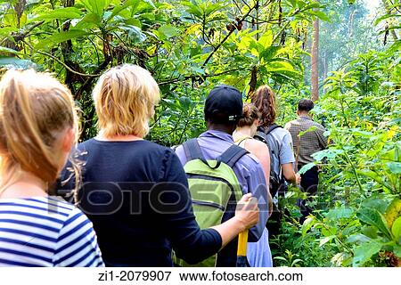 tourists on their way to the gorillas in Bwindi Impenetrable forest, Uganda View Large Photo Image Stock Photo - tourists on their way to the gorillas in Bwindi Impenetrable forest, Uganda. Fotosearch