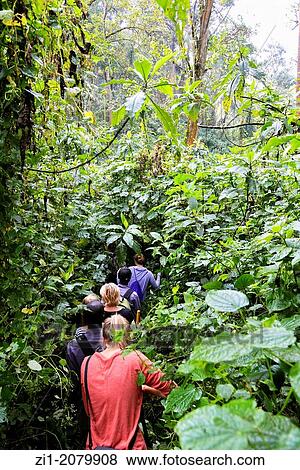 tourists on their way to the gorillas in Bwindi Impenetrable forest, Uganda View Large Photo Image Stock Photo - tourists on their way to the gorillas in Bwindi Impenetrable forest, Uganda. Fotosearch
