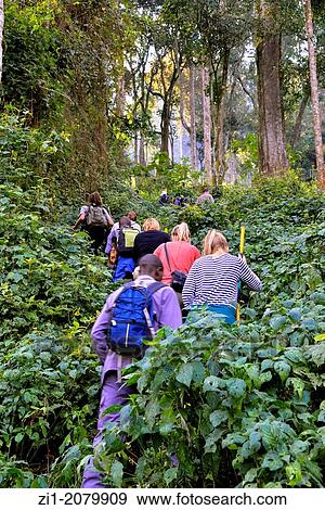 tourists on their way to the gorillas in Bwindi Impenetrable forest, Uganda View Large Photo Image Stock Photo - tourists on their way to the gorillas in Bwindi Impenetrable forest, Uganda. Fotosearch
