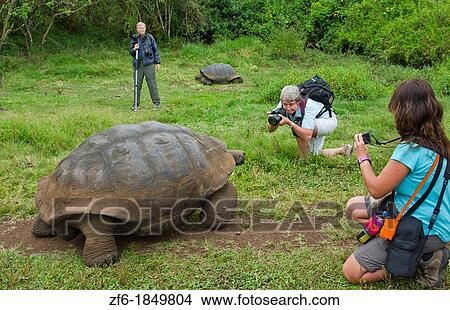 Tourists relaying to fabulous Giant Tortoises with shells on Santa Cruz Highlands Galapagos Islands Ecuador South America Galapagos View Large Photo Image Picture - Tourists relaying to fabulous Giant Tortoises with shells on Santa Cruz Highlands Galapagos Islands Ecuador South America Galapagos. Fotosearch