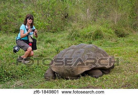 Tourists relaying to fabulous Giant Tortoises with shells on Santa Cruz Highlands Galapagos Islands Ecuador South America Galapagos View Large Photo Image Stock Image - Tourists relaying to fabulous Giant Tortoises with shells on Santa Cruz Highlands Galapagos Islands Ecuador South America Galapagos. Fotosearch