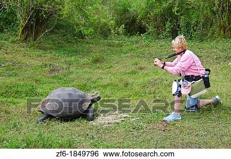 Tourists relaying to fabulous Giant Tortoises with shells on Santa Cruz Highlands Galapagos Islands Ecuador South America Galapagos View Large Photo Image Stock Photograph - Tourists relaying to fabulous Giant Tortoises with shells on Santa Cruz Highlands Galapagos Islands Ecuador South America Galapagos. Fotosearch