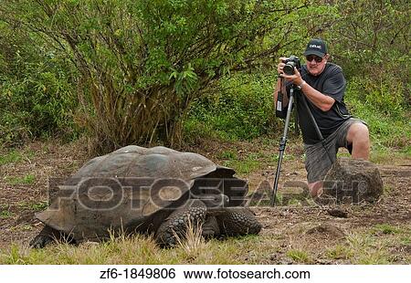 Tourists relaying to fabulous Giant Tortoises with shells on Santa Cruz Highlands Galapagos Islands Ecuador South America Galapagos View Large Photo Image Stock Photograph - Tourists relaying to fabulous Giant Tortoises with shells on Santa Cruz Highlands Galapagos Islands Ecuador South America Galapagos. Fotosearch