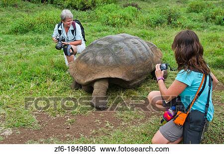 Tourists relaying to fabulous Giant Tortoises with shells on Santa Cruz Highlands Galapagos Islands Ecuador South America Galapagos View Large Photo Image Stock Photography - Tourists relaying to fabulous Giant Tortoises with shells on Santa Cruz Highlands Galapagos Islands Ecuador South America Galapagos. Fotosearch