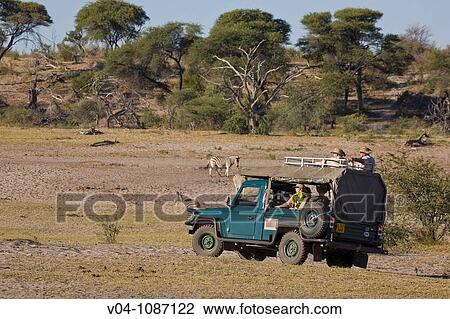 Stock Image - Tourists watching zebras from a safari vehicle in Botswana, Africa. Fotosearch