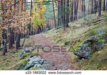 Track in Canencia birch Sierra de Guadarrama Madrid Spain View Large Photo Image Stock Image - Track in Canencia birch Sierra de Guadarrama Madrid Spain. Fotosearch