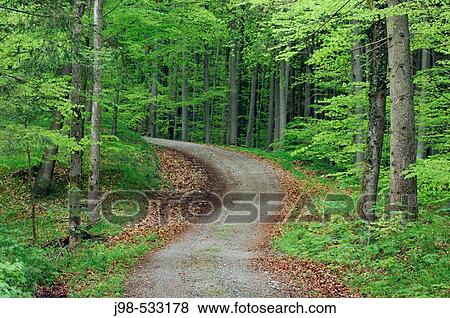 Track in deciduous wood (forest) in spring. Allg? u (Allgaeu / Allgau), Bavaria, Germany, Europe. View Large Photo Image Stock Photo - Track in deciduous wood (forest) in spring. Allg? u (Allgaeu / Allgau), Bavaria, Germany, Europe.. Fotosearch