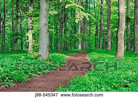 Track through Beech tree forest (Deciduous forest). Hainich National Park, Thuringia (Th? ringen / Thueringen), Germany, Europe. View Large Photo Image Stock Photo - Track through Beech tree forest (Deciduous forest). Hainich National Park, Thuringia (Th? ringen / Thueringen), Germany, Europe.. Fotosearch