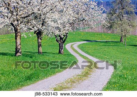 Stock Image - Track through meadows with cherry trees. Lake Constance region, Baden-W? rttemberg (Baden-Wuerttemberg), Germany, Europe.. Fotosearch
