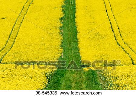 Track through rape field. Bavaia, Germany. View Large Photo Image Stock Photography - Track through rape field. Bavaia, Germany.. Fotosearch