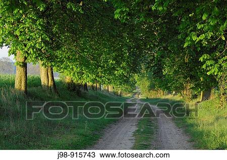 Track through trees Alley in spring Mecklenburg-Western Pomerania, Germany, Europe View Large Photo Image Stock Image - Track through trees Alley in spring Mecklenburg-Western Pomerania, Germany, Europe. Fotosearch