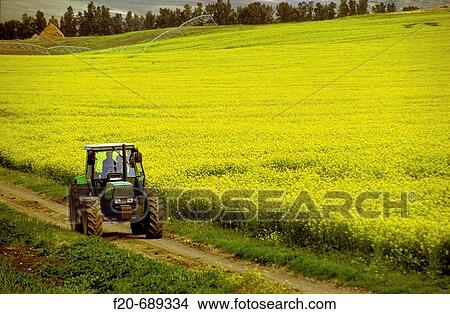 Tractor near Moulay Idriss. Morocco View Large Photo Image Picture - Tractor near Moulay Idriss. Morocco. Fotosearch