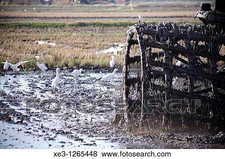 Stock Photo - Tractor trabajando un campo de arroz (Albufera ed Valencia). Fotosearch