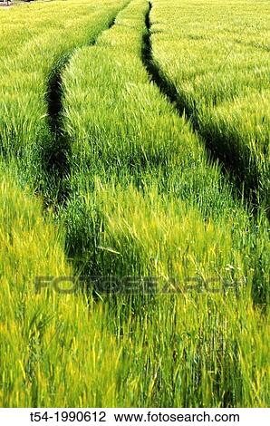 Tractor tracks in green barley field View Large Photo Image Stock Image - Tractor tracks in green barley field. Fotosearch