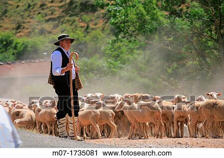 Tradicional sheep saving in Brieva transhumancia festival during spring time. Demanda range mountain range, Demanda mountains, Brieva village, La Rioja, Spain, Europe View Large Photo Image Stock Image - Tradicional sheep saving in Brieva transhumancia festival during spring time. Demanda range mountain range, Demanda mountains, Brieva village, La Rioja, Spain, Europe. Fotosearch