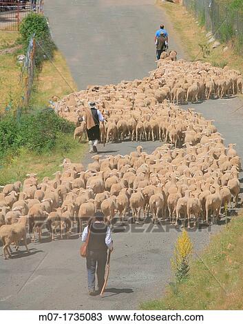Tradicional sheep saving in Brieva transhumancia festival during spring time. Demanda range mountain range, Demanda mountains, Brieva village, La Rioja, Spain, Europe View Large Photo Image Stock Image - Tradicional sheep saving in Brieva transhumancia festival during spring time. Demanda range mountain range, Demanda mountains, Brieva village, La Rioja, Spain, Europe. Fotosearch