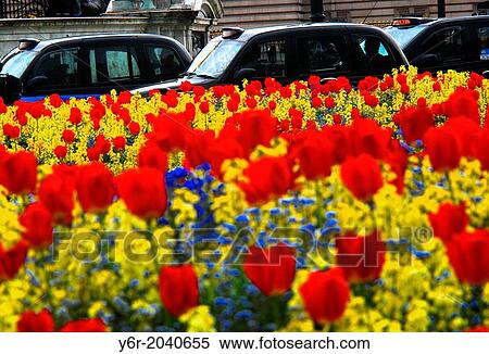 Traditional black taxis passing Spring tulips and other flowers in front of Buckingham Palace and the Victoria Memorial in London, England,. View Large Photo Image Stock Photography - Traditional black taxis passing Spring tulips and other flowers in front of Buckingham Palace and the Victoria Memorial in London, England,.. Fotosearch