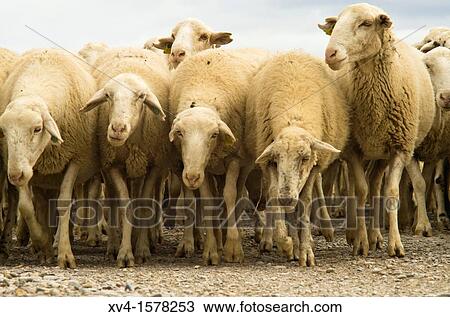 Stock Image - Traditional day of trashumance in Bardenas Reales Nature Park Navarre, Spain. Fotosearch