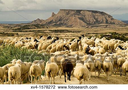 Traditional day of trashumance in Bardenas Reales Nature Park Navarre, Spain View Large Photo Image Stock Image - Traditional day of trashumance in Bardenas Reales Nature Park Navarre, Spain. Fotosearch